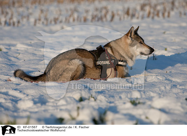 Tschechoslowakischer Wolfshund / Czechoslovakian wolfdog / KF-01567