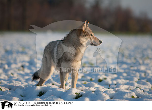 Tschechoslowakischer Wolfshund / Czechoslovakian wolfdog / KF-01571