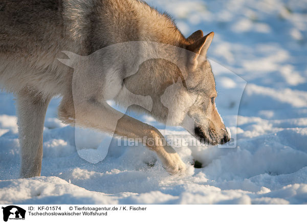 Tschechoslowakischer Wolfshund / Czechoslovakian wolfdog / KF-01574