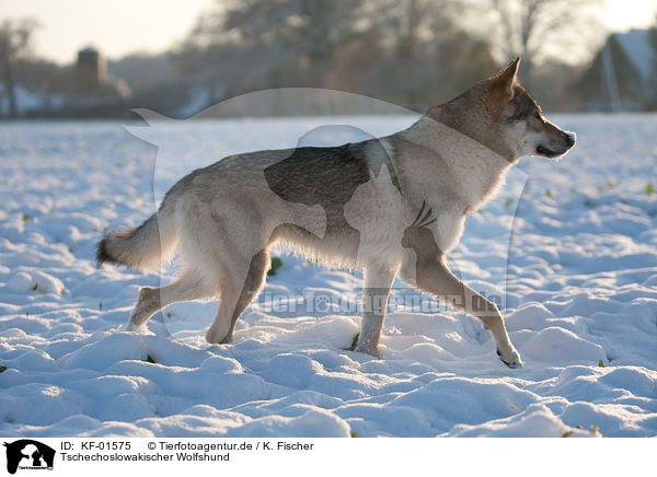Tschechoslowakischer Wolfshund / Czechoslovakian wolfdog / KF-01575