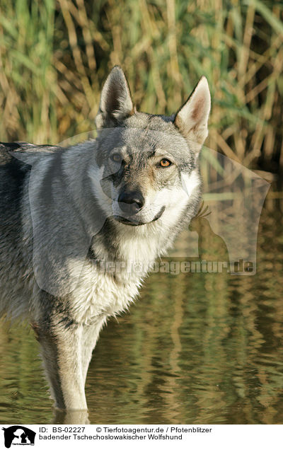 badender Tschechoslowakischer Wolfshund / bathing Czechoslovakian wolfdog / BS-02227