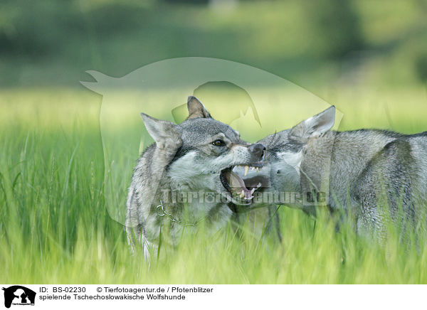 spielende Tschechoslowakische Wolfshunde / playing Czechoslovakian wolfdogs / BS-02230