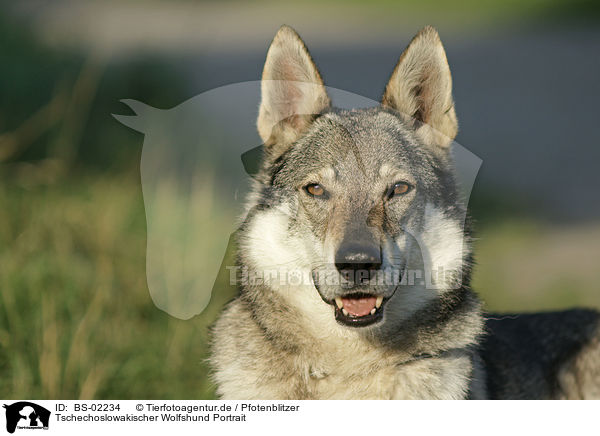 Tschechoslowakischer Wolfshund Portrait / Czechoslovakian wolfdog portrait / BS-02234