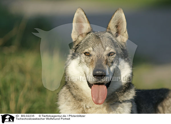Tschechoslowakischer Wolfshund Portrait / Czechoslovakian wolfdog portrait / BS-02235