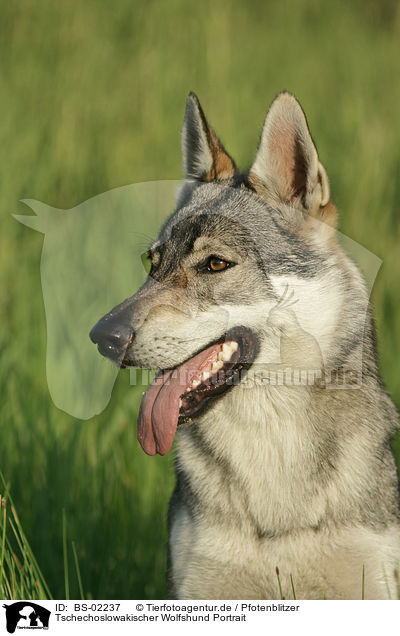 Tschechoslowakischer Wolfshund Portrait / Czechoslovakian wolfdog portrait / BS-02237