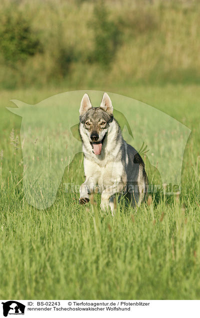 rennender Tschechoslowakischer Wolfshund / running Czechoslovakian wolfdog / BS-02243