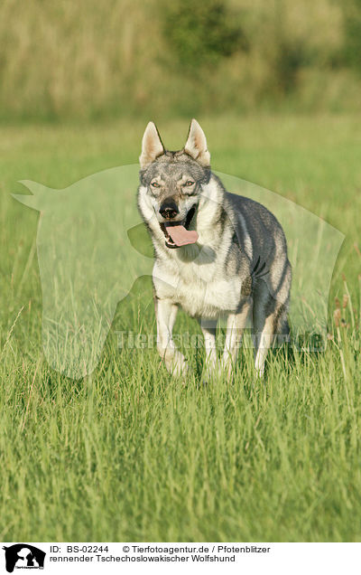 rennender Tschechoslowakischer Wolfshund / running Czechoslovakian wolfdog / BS-02244