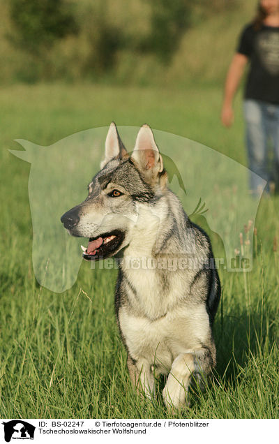 Tschechoslowakischer Wolfshund / Czechoslovakian wolfdog / BS-02247