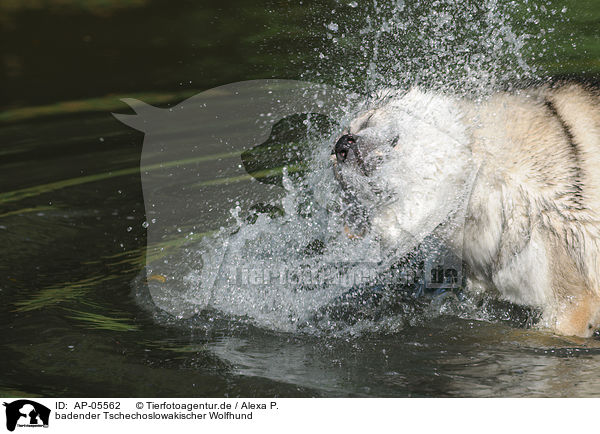badender Tschechoslowakischer Wolfhund / AP-05562