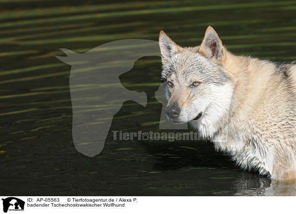 badender Tschechoslowakischer Wolfhund / bathing Czechoslovakian wolfdog / AP-05563
