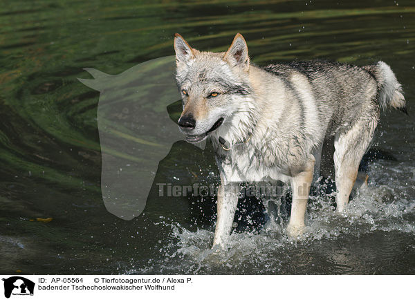 badender Tschechoslowakischer Wolfhund / bathing Czechoslovakian wolfdog / AP-05564
