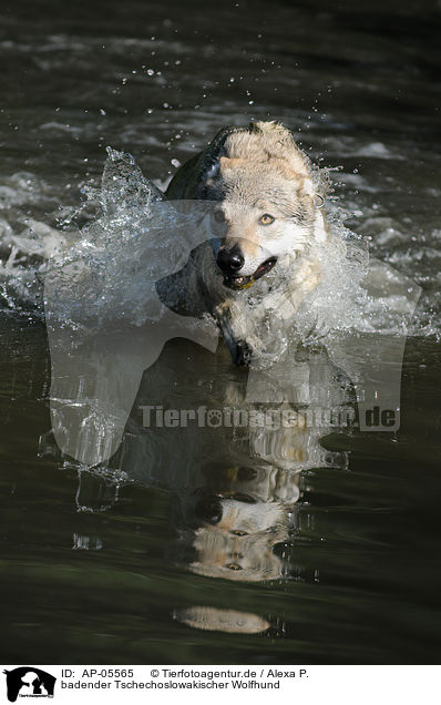 badender Tschechoslowakischer Wolfhund / bathing Czechoslovakian wolfdog / AP-05565