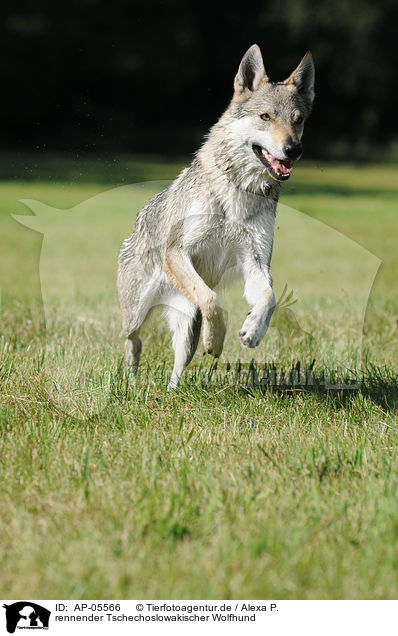 rennender Tschechoslowakischer Wolfhund / running Czechoslovakian wolfdog / AP-05566