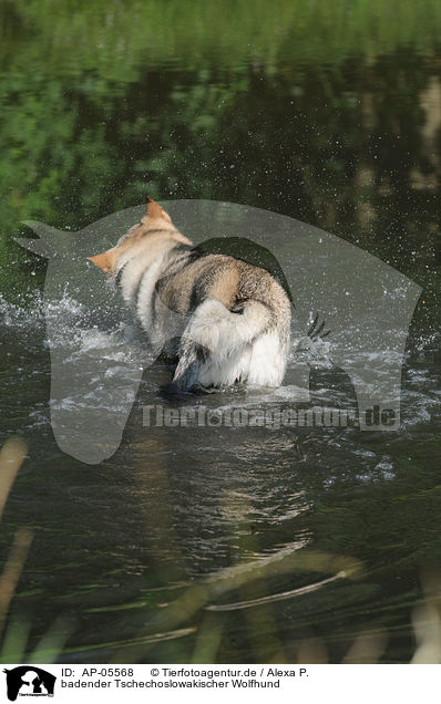 badender Tschechoslowakischer Wolfhund / bathing Czechoslovakian wolfdog / AP-05568