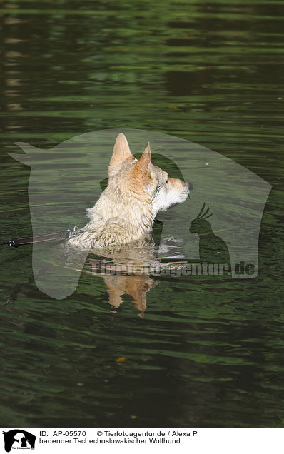 badender Tschechoslowakischer Wolfhund / bathing Czechoslovakian wolfdog / AP-05570