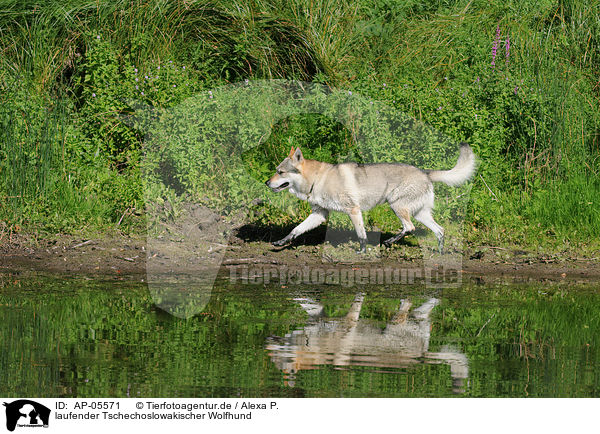 laufender Tschechoslowakischer Wolfhund / trotting Czechoslovakian wolfdog / AP-05571