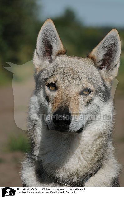 Tschechoslowakischer Wolfhund Portrait / Czechoslovakian wolfdog portrait / AP-05579