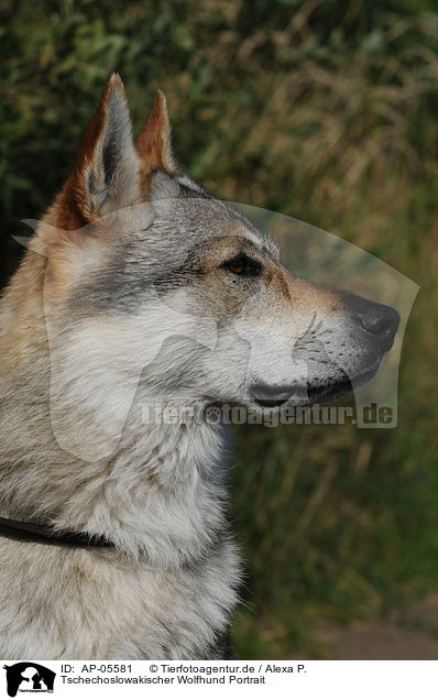 Tschechoslowakischer Wolfhund Portrait / Czechoslovakian wolfdog portrait / AP-05581