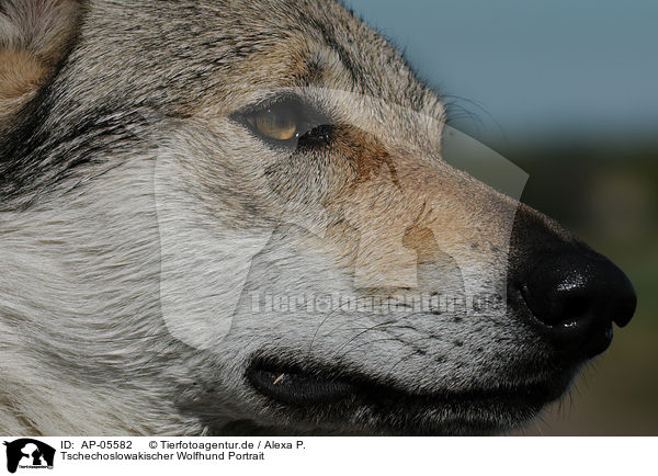 Tschechoslowakischer Wolfhund Portrait / Czechoslovakian wolfdog portrait / AP-05582