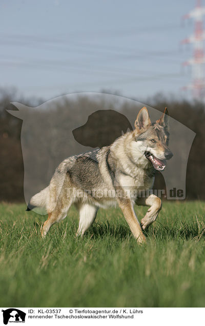 rennender Tschechoslowakischer Wolfshund / running Czechoslovakian wolfdog / KL-03537