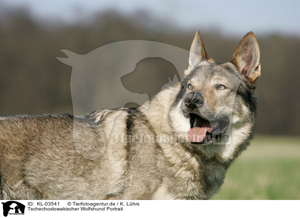 Tschechoslowakischer Wolfshund Portrait / Czechoslovakian wolfdog portrait / KL-03541