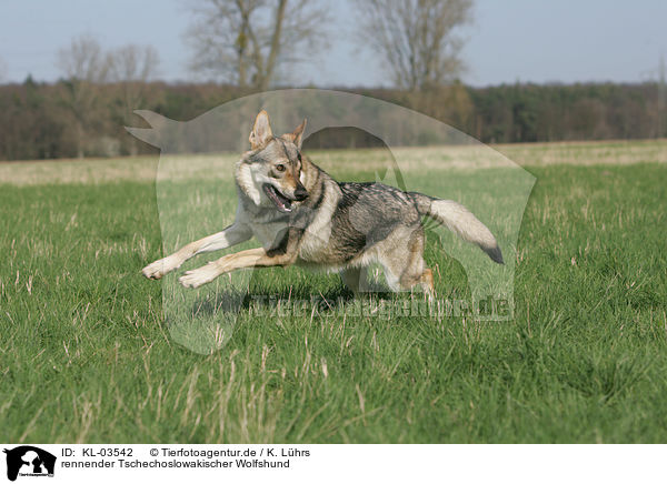 rennender Tschechoslowakischer Wolfshund / running Czechoslovakian wolfdog / KL-03542