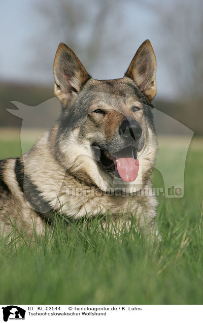 Tschechoslowakischer Wolfshund / Czechoslovakian wolfdog / KL-03544