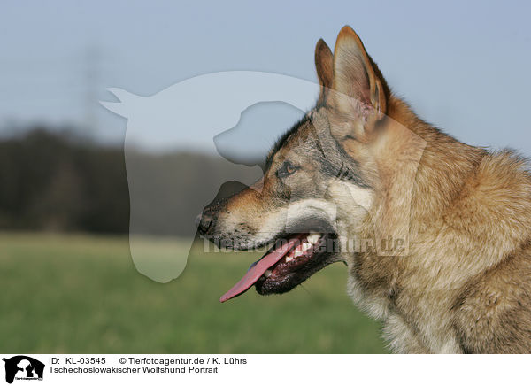 Tschechoslowakischer Wolfshund Portrait / Czechoslovakian wolfdog portrait / KL-03545