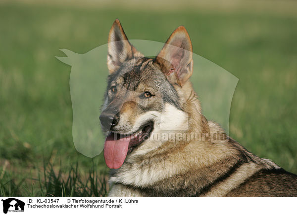 Tschechoslowakischer Wolfshund Portrait / Czechoslovakian wolfdog portrait / KL-03547