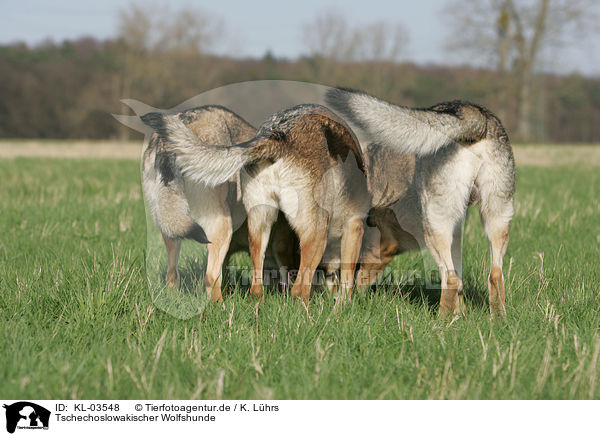 Tschechoslowakischer Wolfshunde / Czechoslovakian wolfdogs / KL-03548