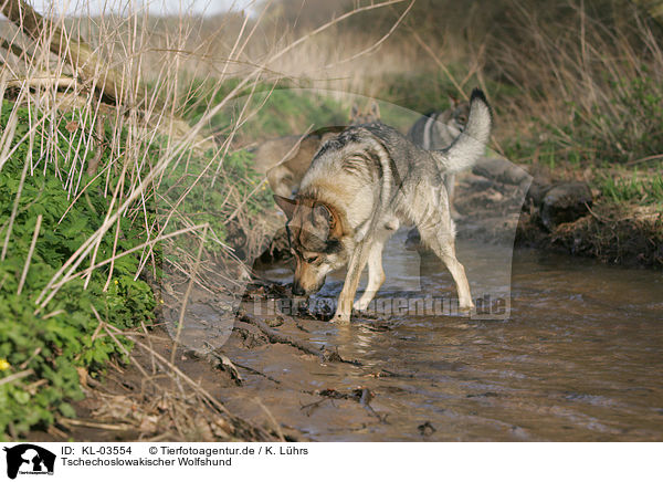 Tschechoslowakischer Wolfshund / Czechoslovakian wolfdog / KL-03554