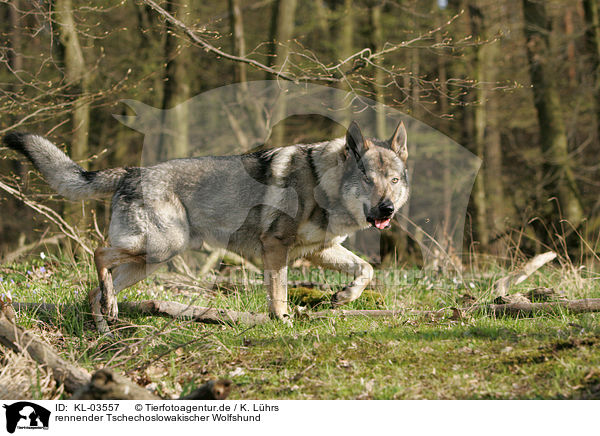 rennender Tschechoslowakischer Wolfshund / running Czechoslovakian wolfdog / KL-03557