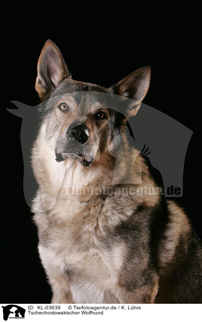 Tschechoslowakischer Wolfhund / Czechoslovakian wolfdog / KL-03639