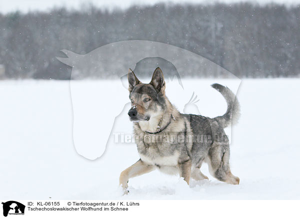 Tschechoslowakischer Wolfhund im Schnee / Czechoslovakian wolfdog in snow / KL-06155