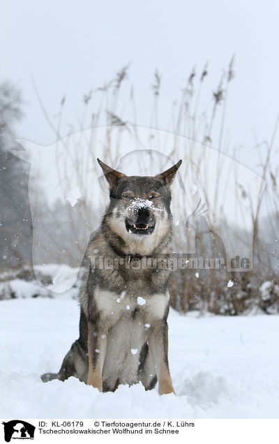 Tschechoslowakischer Wolfhund im Schnee / KL-06179