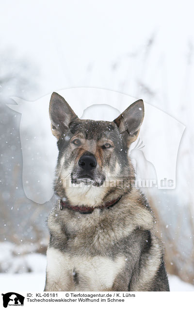 Tschechoslowakischer Wolfhund im Schnee / Czechoslovakian wolfdog in snow / KL-06181