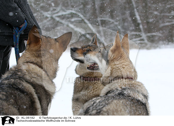 Tschechoslowakische Wolfhunde im Schnee / Czechoslovakian wolfdogs in snow / KL-06182