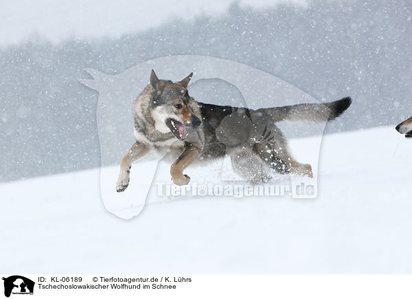 Tschechoslowakischer Wolfhund im Schnee / Czechoslovakian wolfdog in snow / KL-06189
