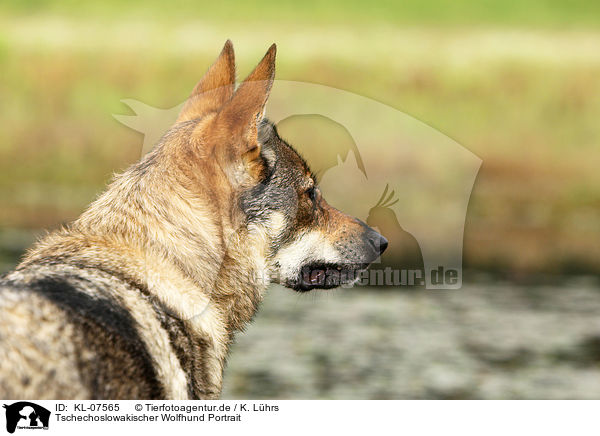 Tschechoslowakischer Wolfhund Portrait / Czechoslovakian wolfdog portrait / KL-07565