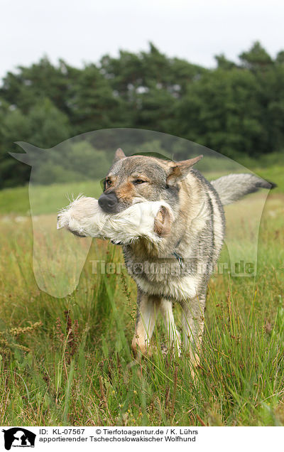 apportierender Tschechoslowakischer Wolfhund / retrieving Czechoslovakian wolfdog / KL-07567