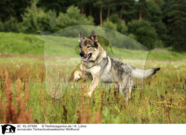 rennender Tschechoslowakischer Wolfhund / running Czechoslovakian wolfdog / KL-07568