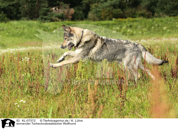 rennender Tschechoslowakischer Wolfhund / running Czechoslovakian wolfdog / KL-07572