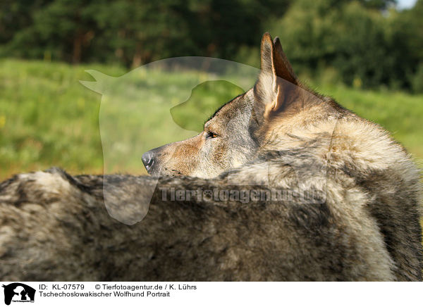 Tschechoslowakischer Wolfhund Portrait / Czechoslovakian wolfdog portrait / KL-07579