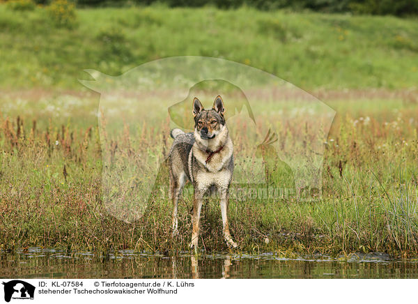 stehender Tschechoslowakischer Wolfhund / standing Czechoslovakian wolfdog / KL-07584