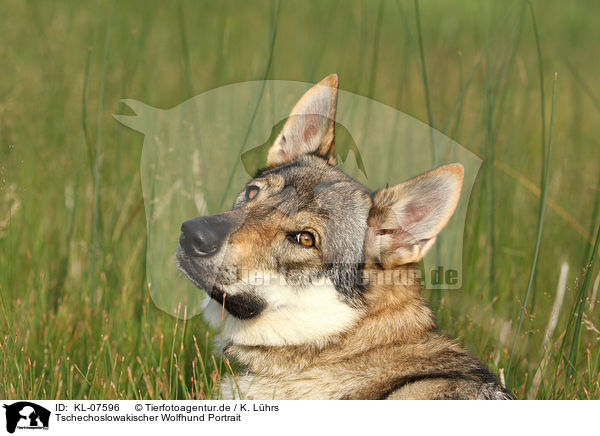 Tschechoslowakischer Wolfhund Portrait / Czechoslovakian wolfdog portrait / KL-07596