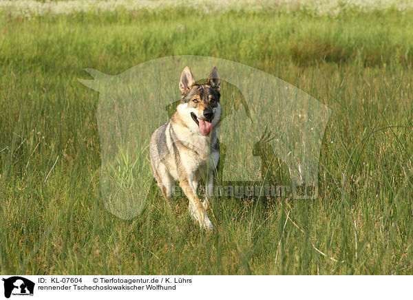 rennender Tschechoslowakischer Wolfhund / running Czechoslovakian wolfdog / KL-07604