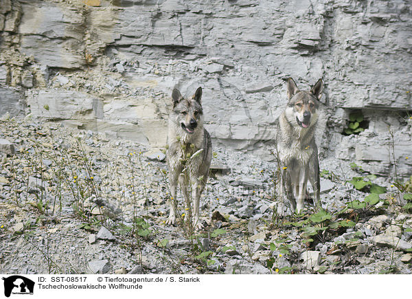 Tschechoslowakische Wolfhunde / Czechoslovakian wolfdogs / SST-08517