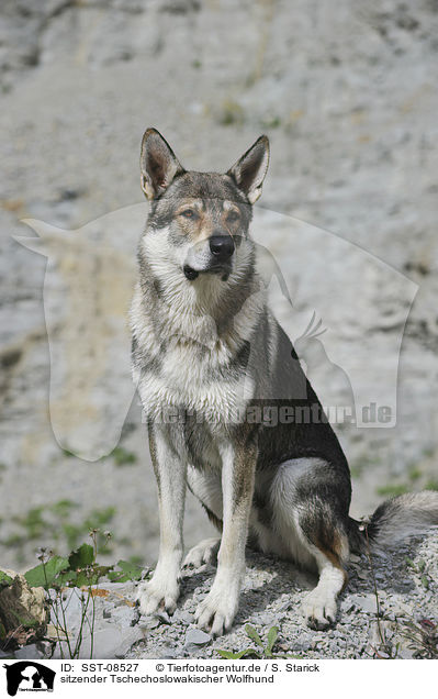 sitzender Tschechoslowakischer Wolfhund / sitting Czechoslovakian wolfdog / SST-08527