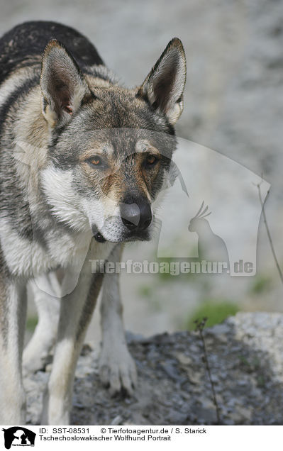 Tschechoslowakischer Wolfhund Portrait / Czechoslovakian wolfdog portrait / SST-08531