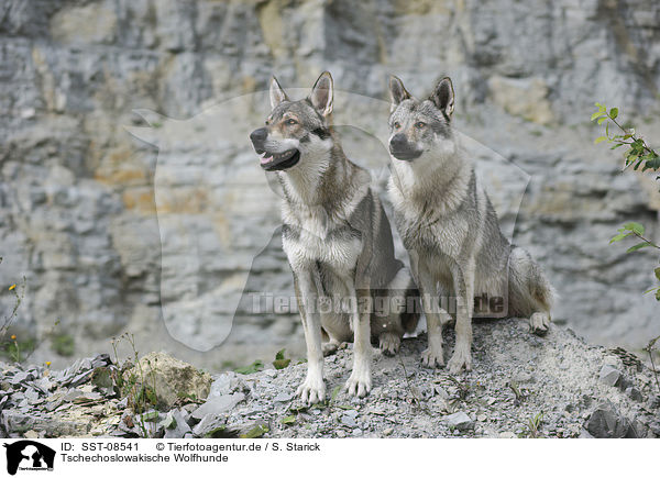 Tschechoslowakische Wolfhunde / Czechoslovakian wolfdogs / SST-08541